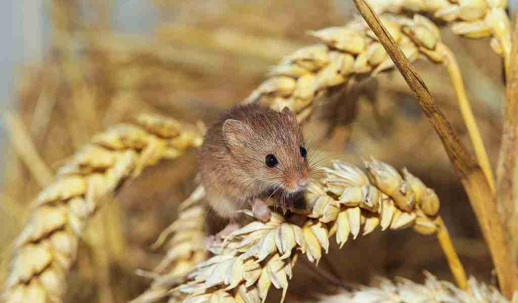 field mice eating wheat