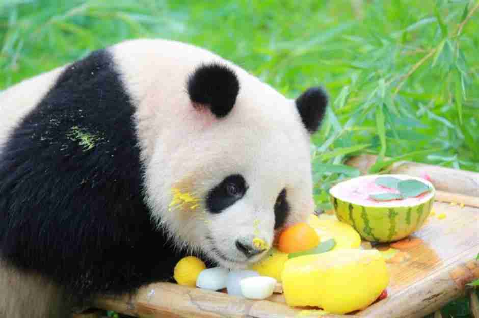 panda bear eating fruits and eggs