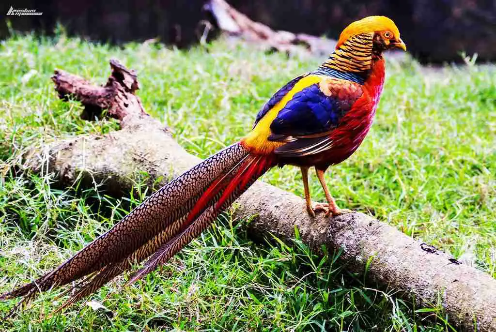 golden pheasant in rainforest