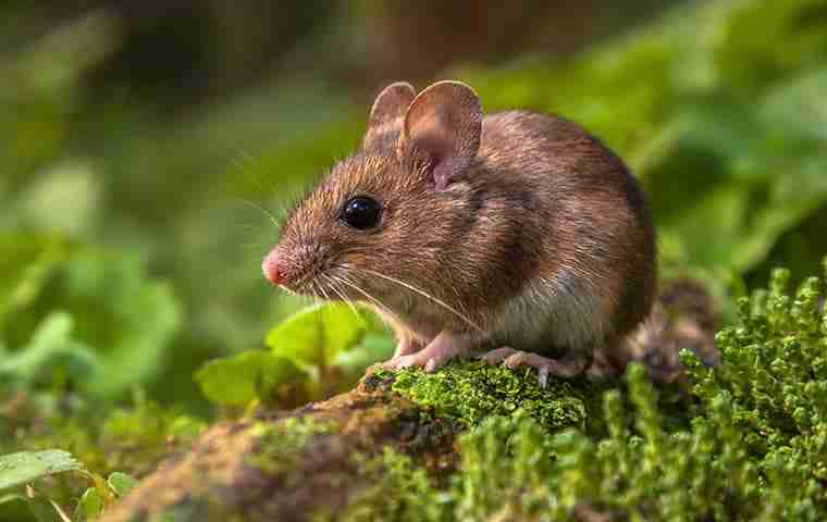 field mouse in the forest