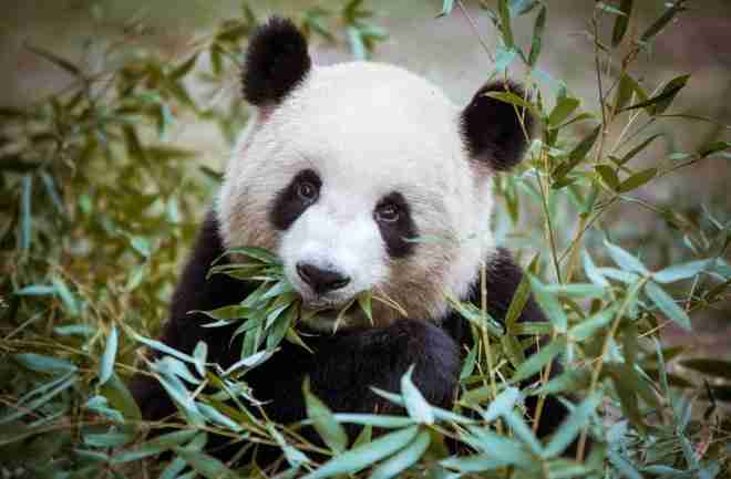 panda bear in wild