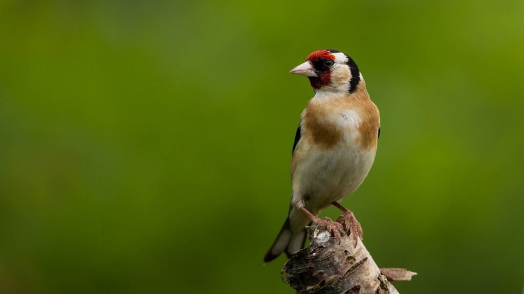 goldfinch sitting on tree