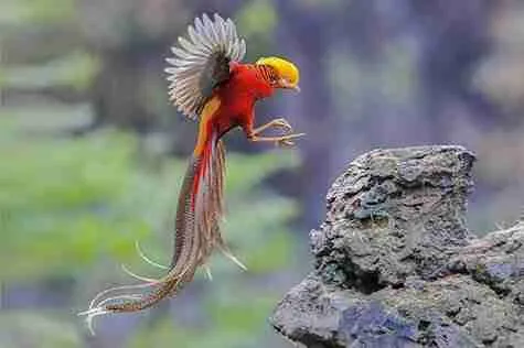 golden pheasant standing in wild