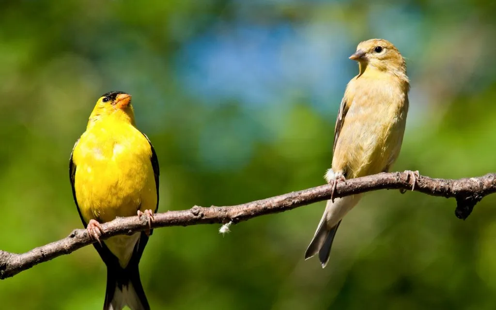 baby goldfinches on tree