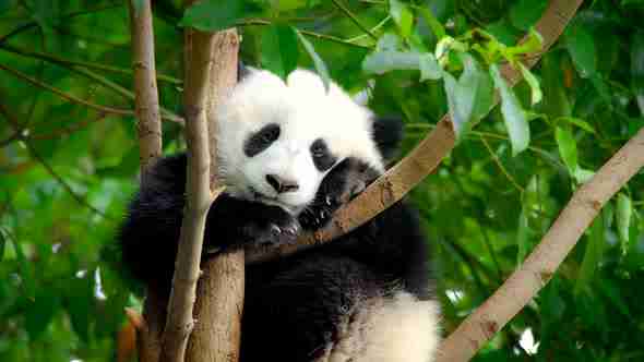 panda bear in rainforest