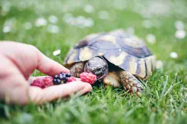 baby eastern box turtles eating fruit