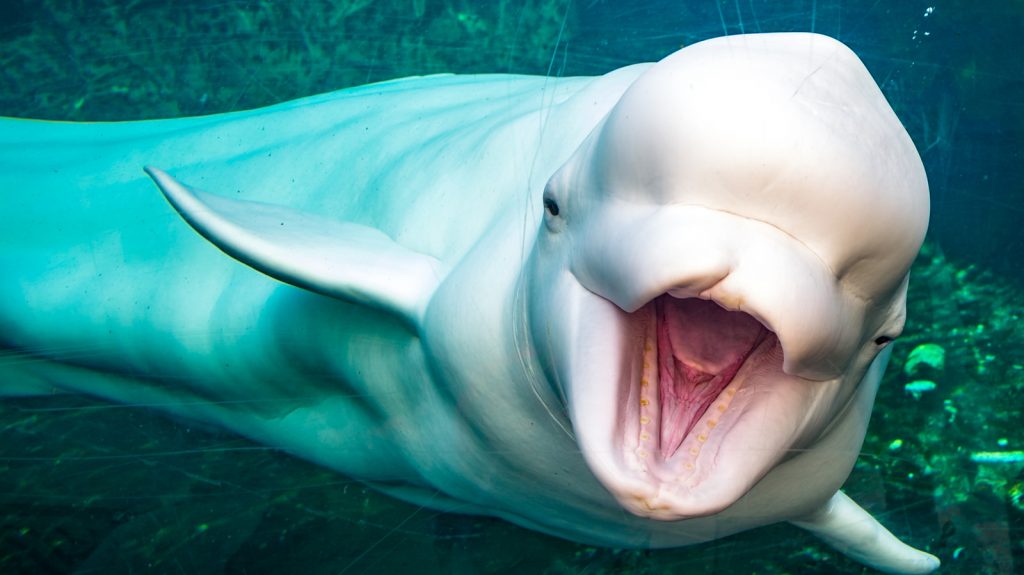 happy baby beluga whale