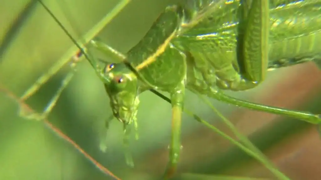 What do leaf bugs eat?