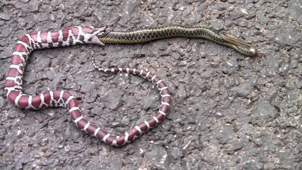 milk snake eating snake