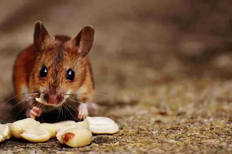 field mouse eating peanuts