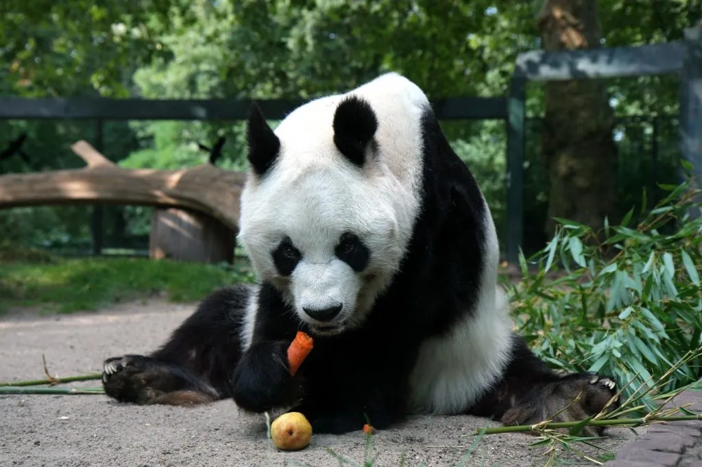 panda bear eating fruits and vegetables