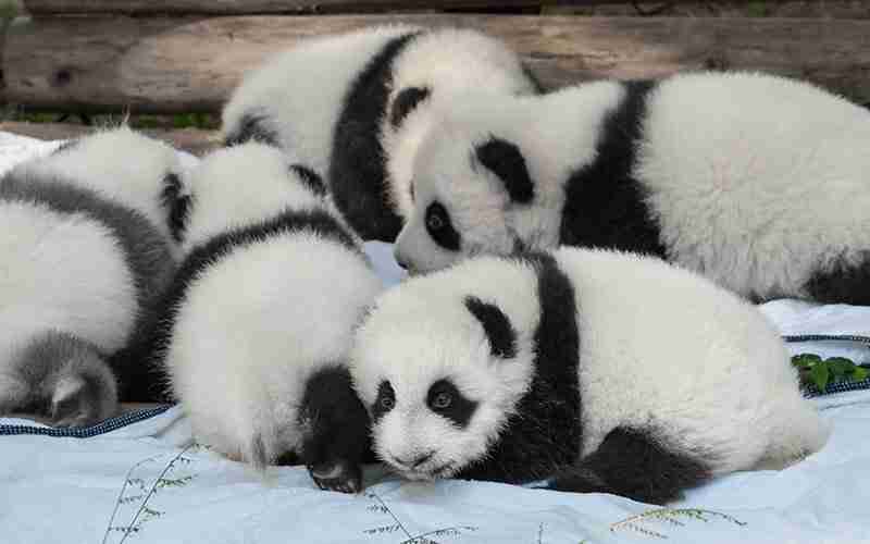 baby panda bears