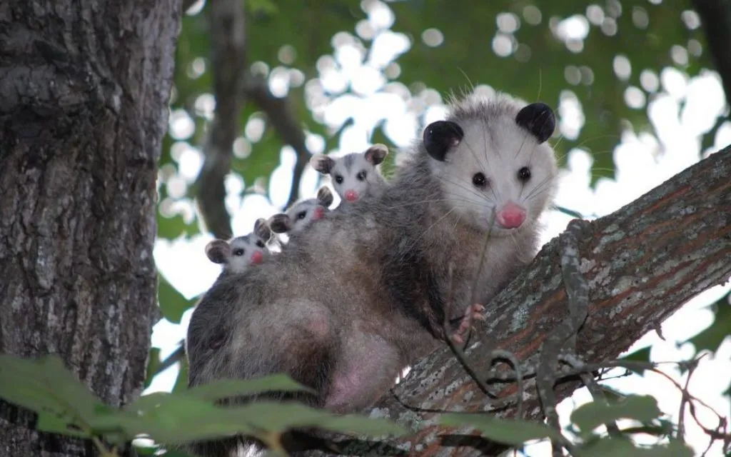 opossum on tree