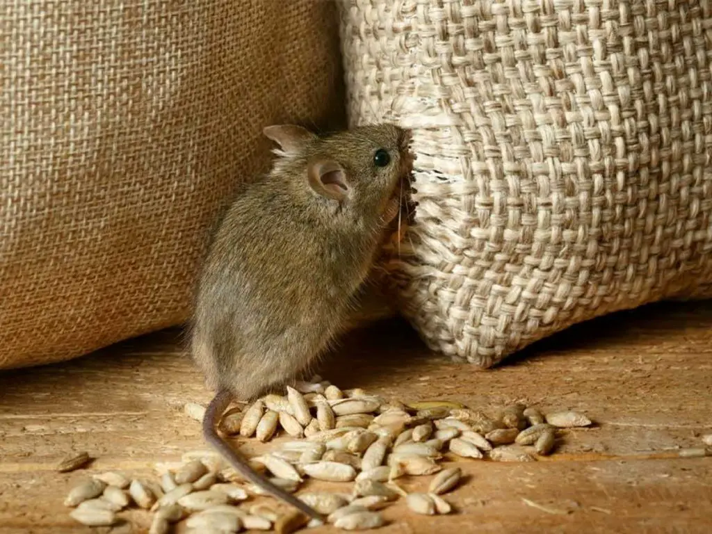 field mouse eating wheat