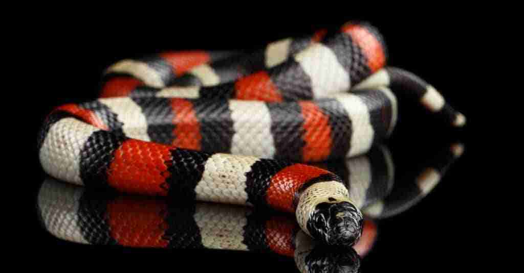 mexican milk snake