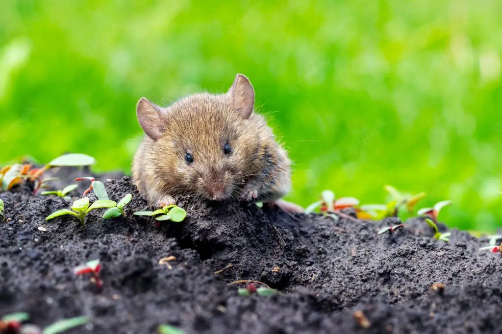 field mouse in garden