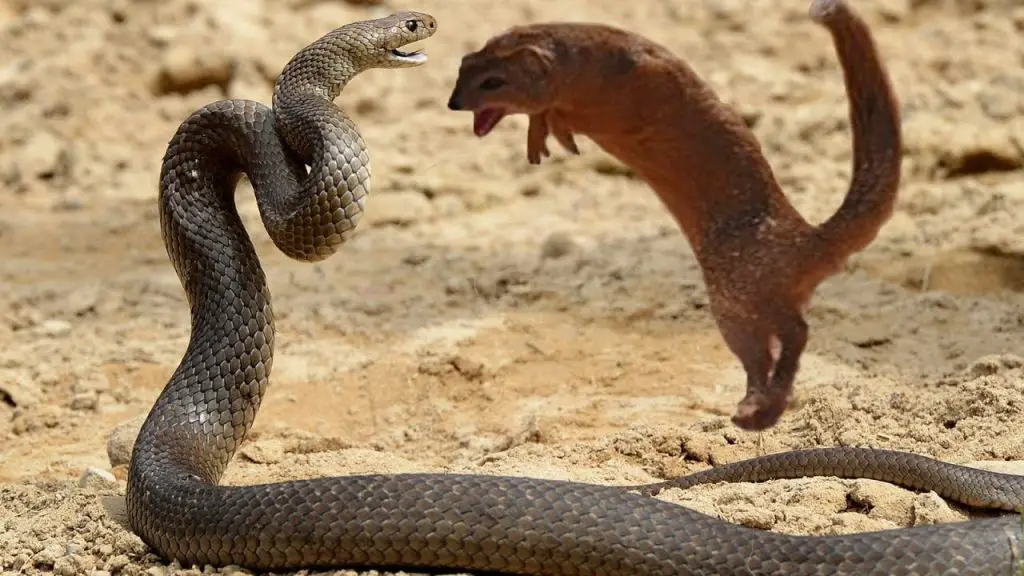 snake and yellow mongoose fighting