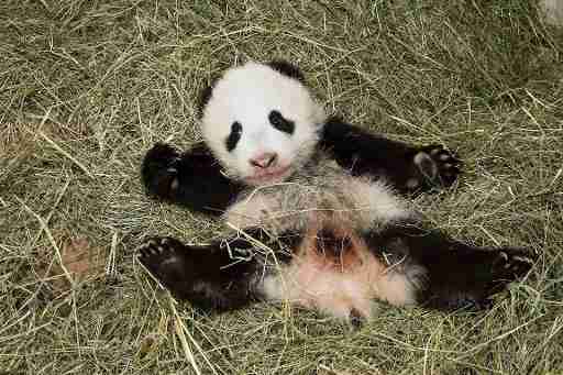 baby panda bear on tree in captivity