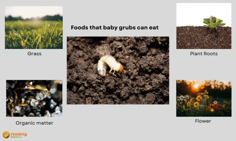 what do baby grubs eat