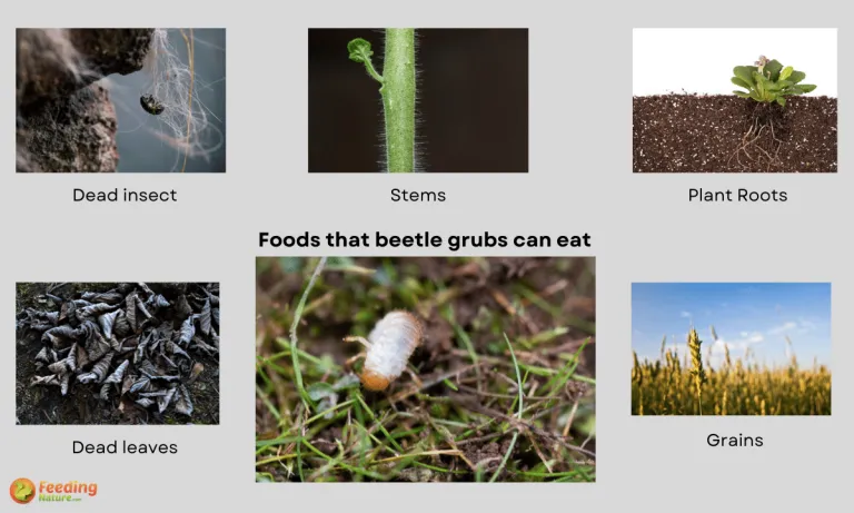 what do beetle grubs eat