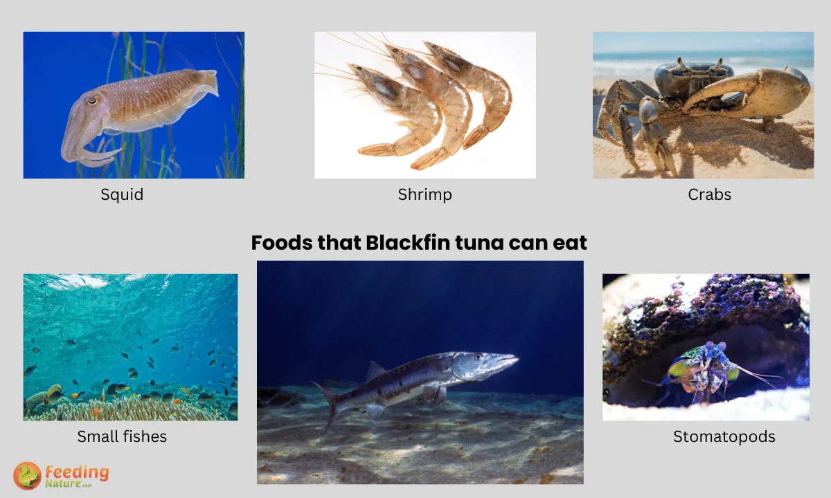 what do blackfin tuna eat Feeding Nature