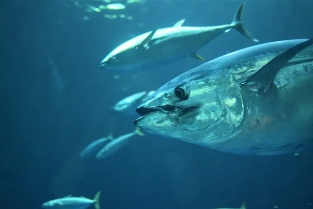 what do bluefin tuna eat
