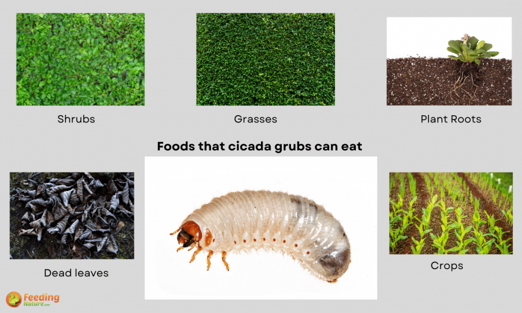 what do cicada grubs eat