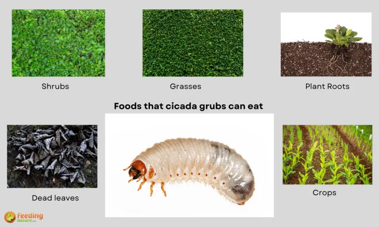 what do cicada grubs eat