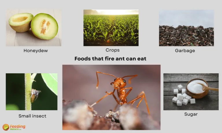 what do fire ants eat