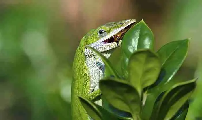 garden lizard eating insect