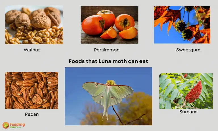 what do luna moths eat