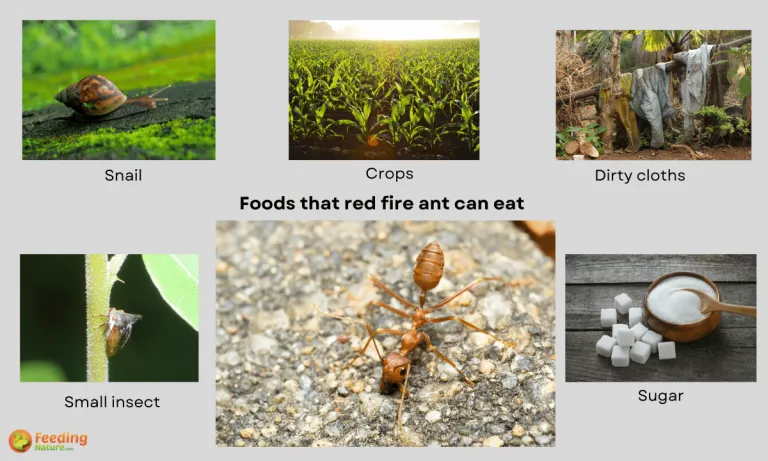 what do red fire ants eat