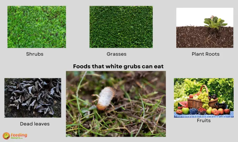 what do white grubs eat