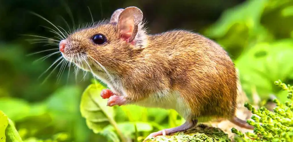 field mouse in garden ground