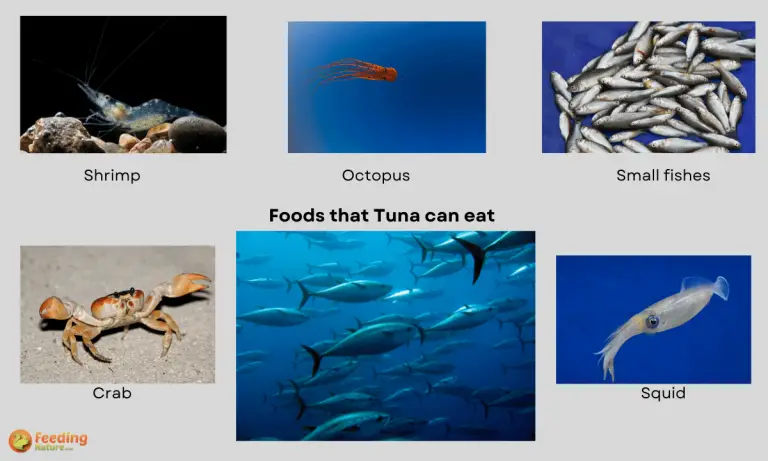 what fish do tuna eat