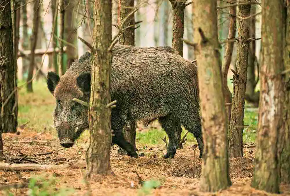 wild boar in forest