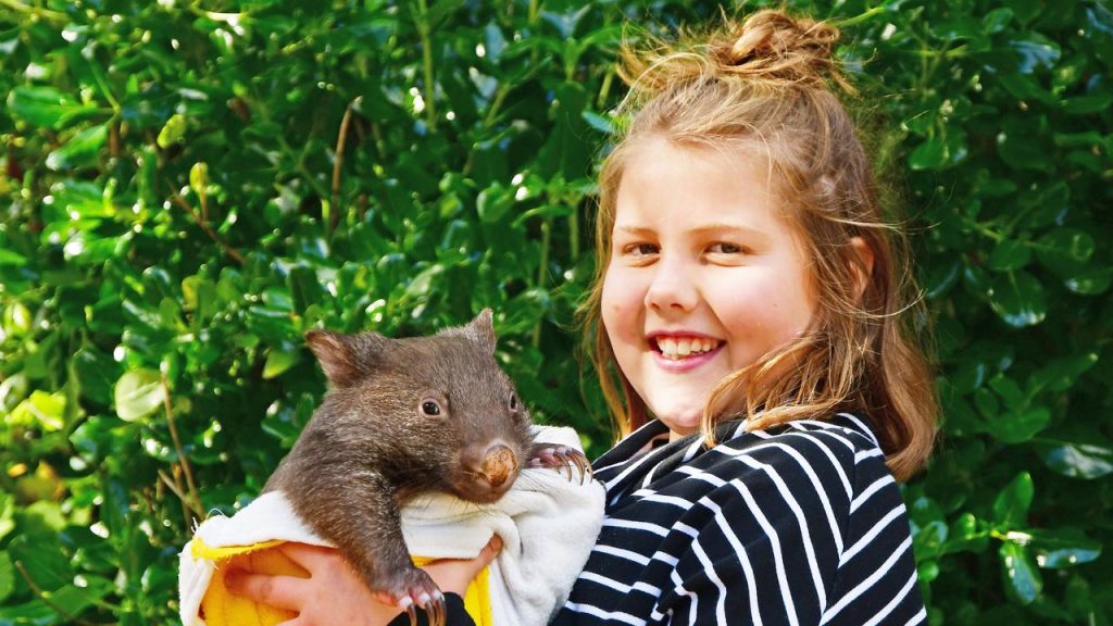 wombat as pet