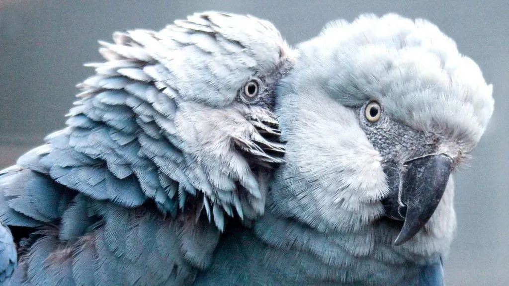spix macaws
