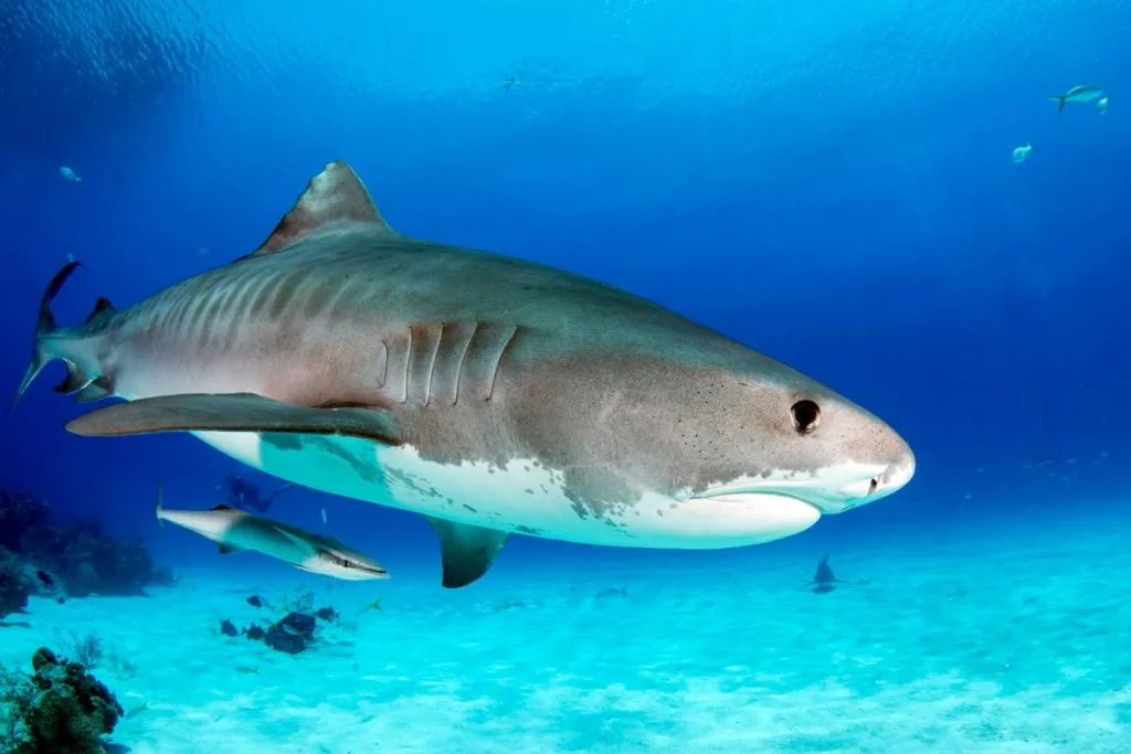 sand tiger shark in sea