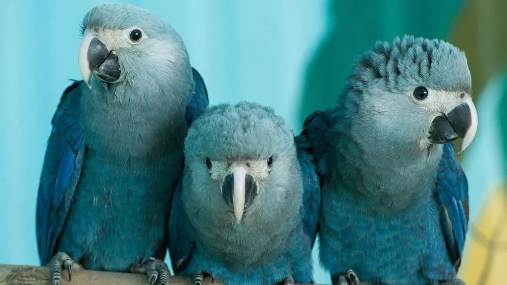 three spix macaws sitting together