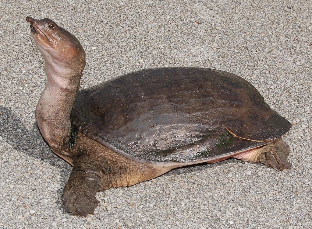softshell turtle