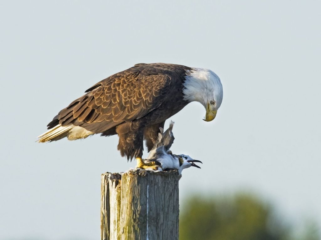 golden eagle eating its prey