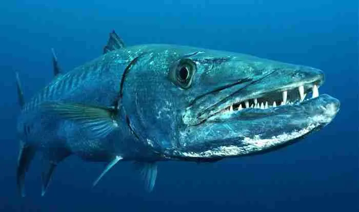 barracuda in blue ocean