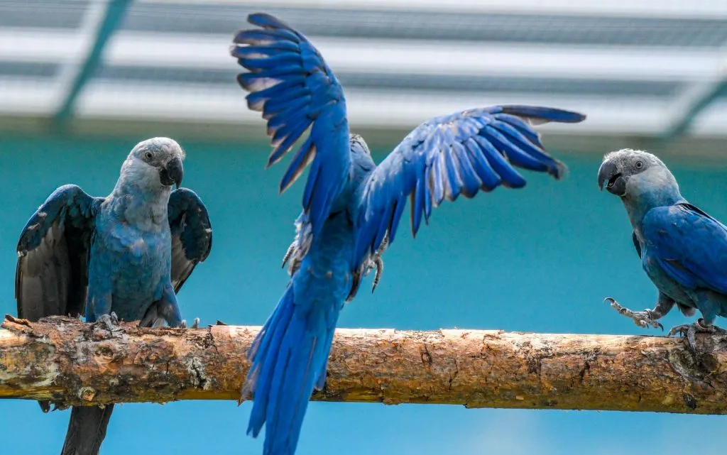 blue spix macaws in their forest home
