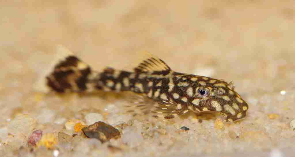 baby pleco in water