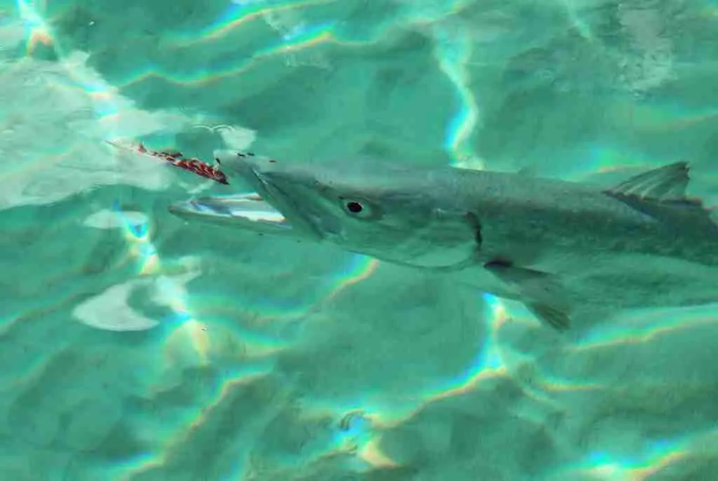 barracuda in water eating
