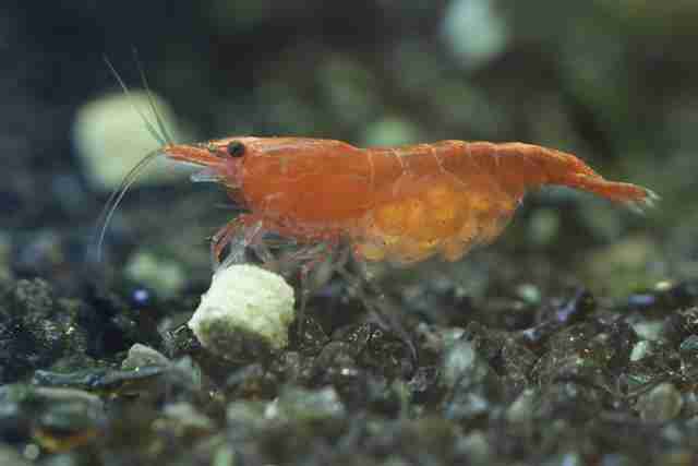 shrimp eat fish egg