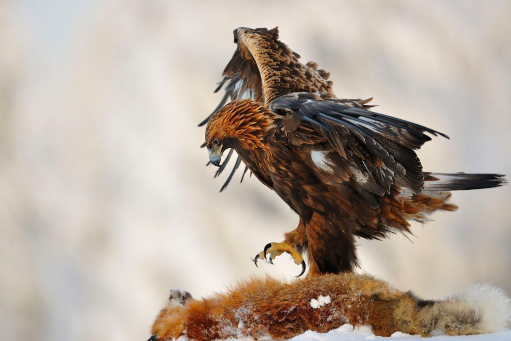 golden eagle in wild life