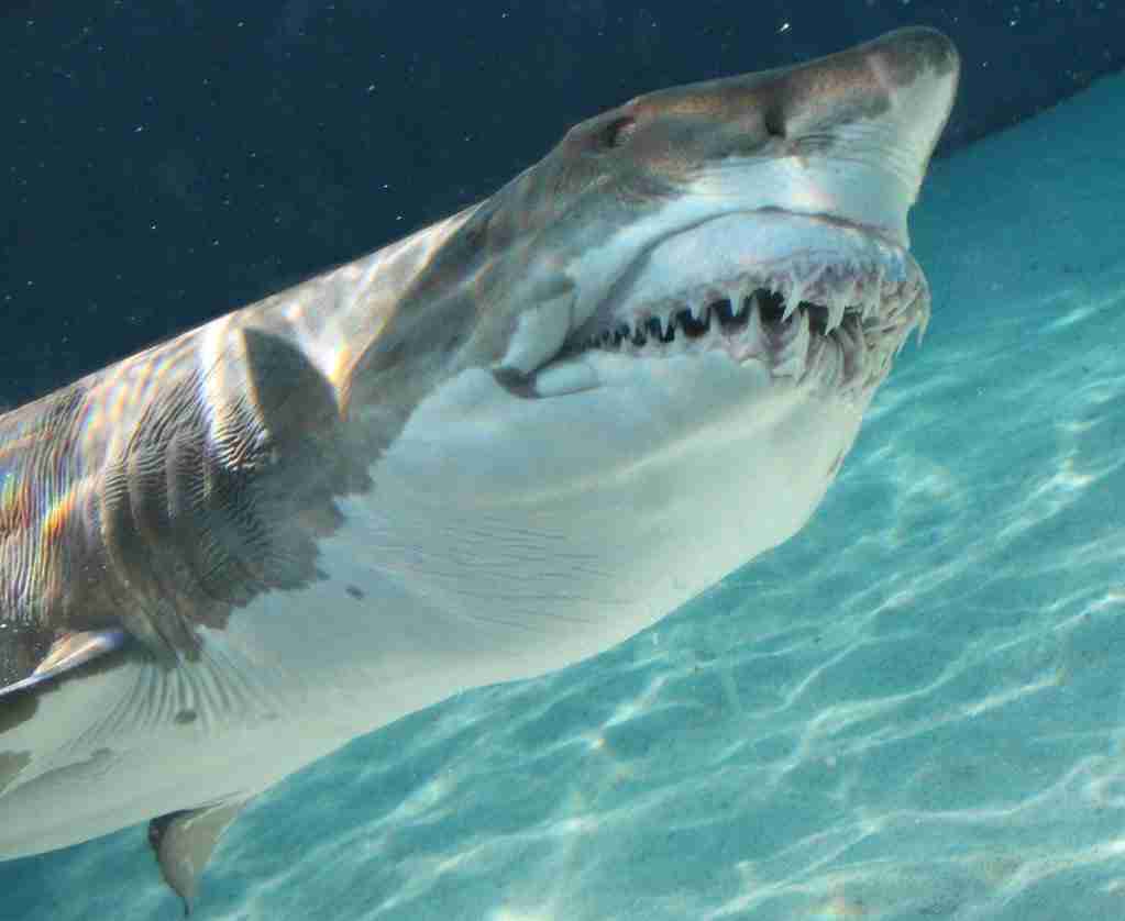 sand tiger shark hunts on fish