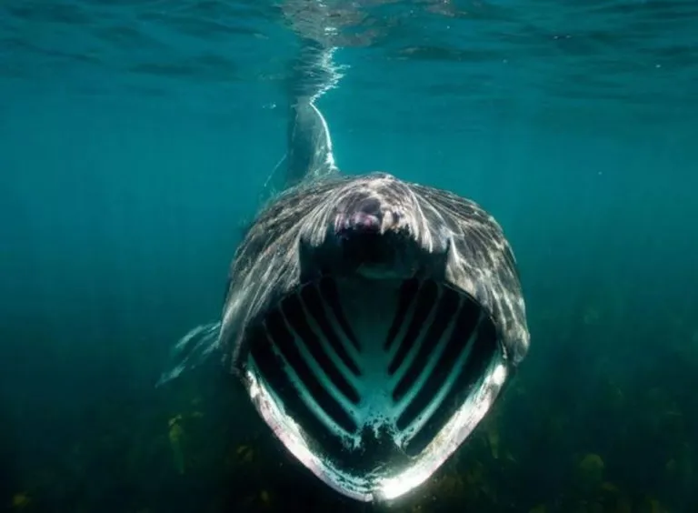 basking shark look ferocious